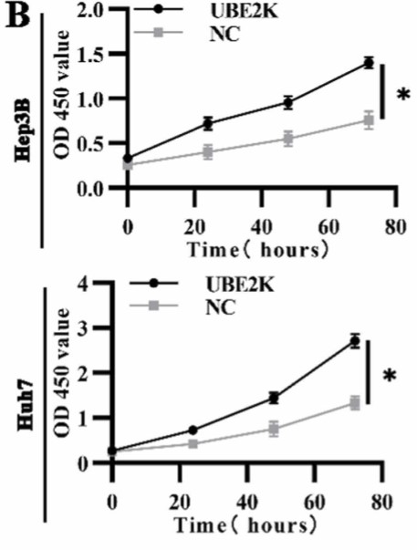 Upregulation of UBE2K enhanced the proliferative capacity of Hep3B and Huh7.jpg